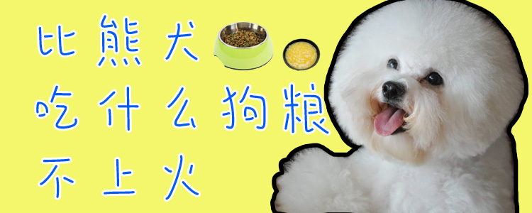比熊犬吃什么狗糧不上火