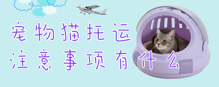 寵物貓托運(yùn)注意事項(xiàng)有什么