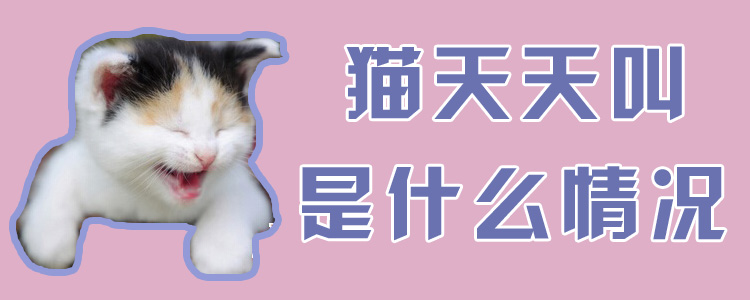 貓天天叫是什么情況