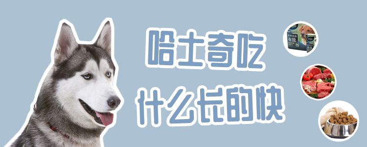 哈士奇吃什么長的快