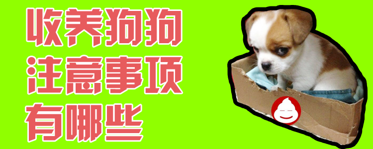 收養狗狗注意事項有哪些