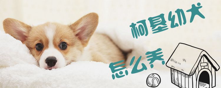 柯基幼犬怎么養1