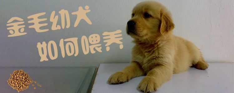 金毛幼犬如何喂養1