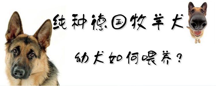 純種德國牧羊犬幼犬如何喂養(yǎng)