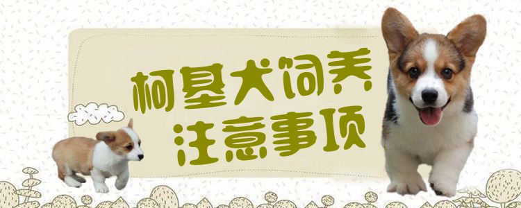柯基犬飼養注意事項1