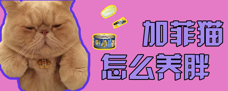 加菲貓怎么養胖