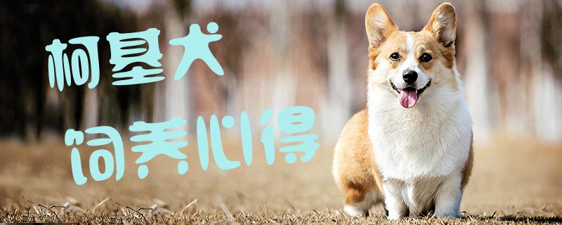 柯基犬飼養心得1