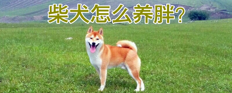 柴犬怎么養(yǎng)胖