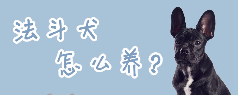 法斗犬怎么養