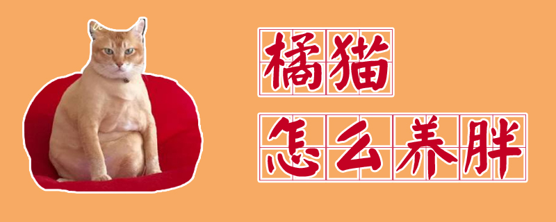 橘貓怎么養胖