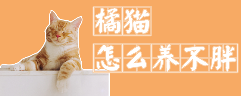 橘貓怎么養(yǎng)不胖