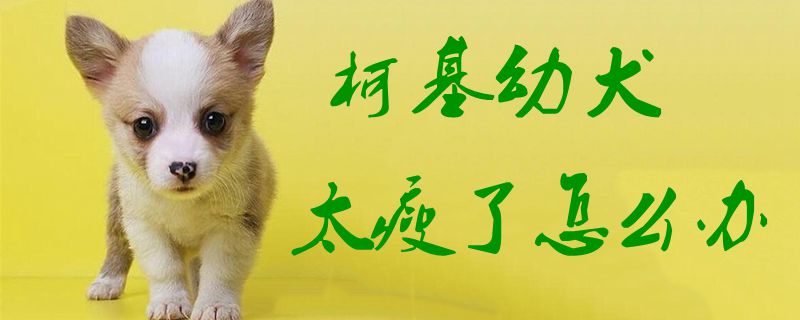 柯基幼犬太瘦了怎么辦1