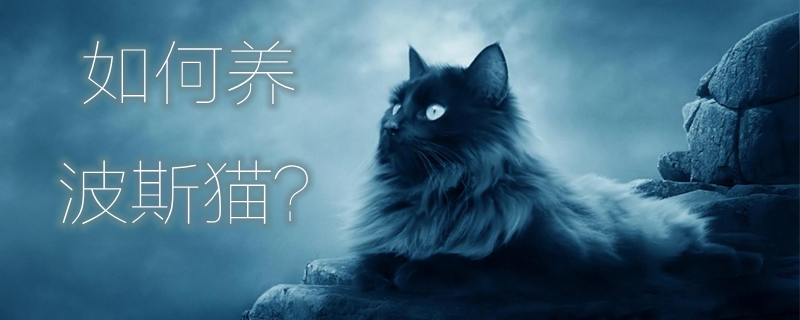 如何養波斯貓