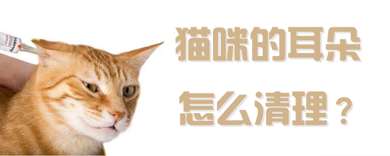 貓咪的耳朵怎么清理