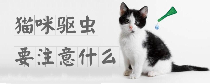 貓咪驅(qū)蟲要注意什么