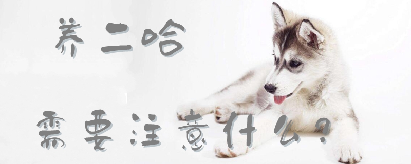 養二哈需要注意什么