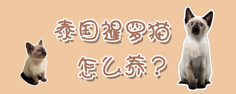 泰國暹羅貓怎么養(yǎng)