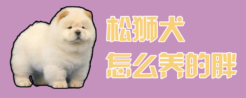 松獅犬怎么養的胖