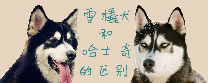 雪橇犬和哈士奇的區別1