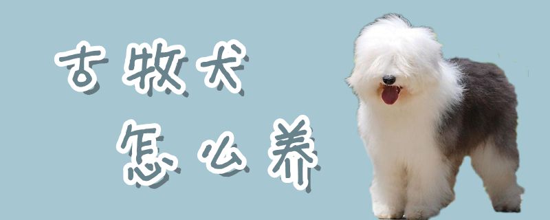 古牧犬怎么養(yǎng)