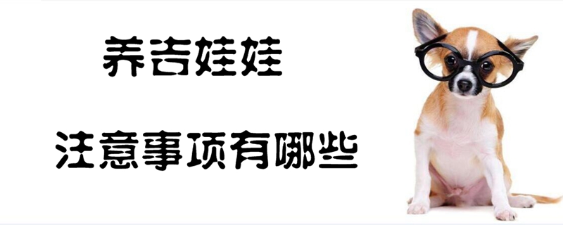 養吉娃娃的注意事項有哪些