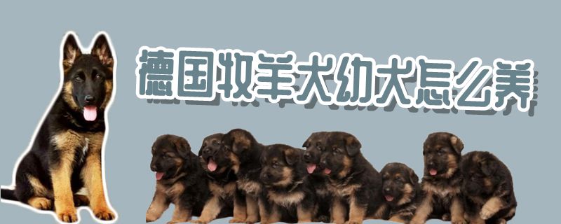 德國牧羊犬幼犬怎么養