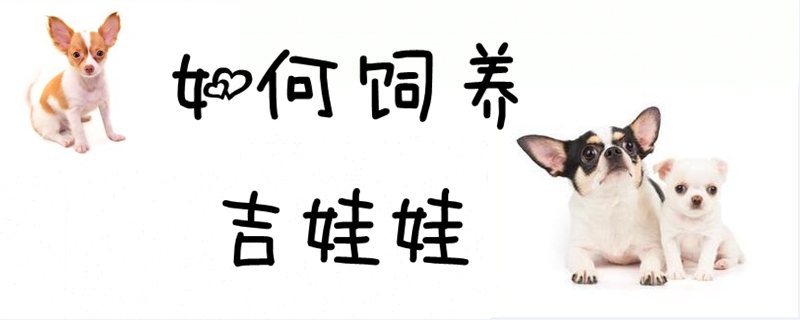 如何飼養吉娃娃