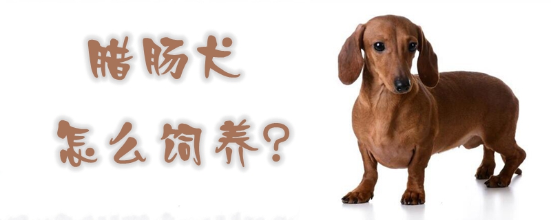 臘腸犬怎么飼養