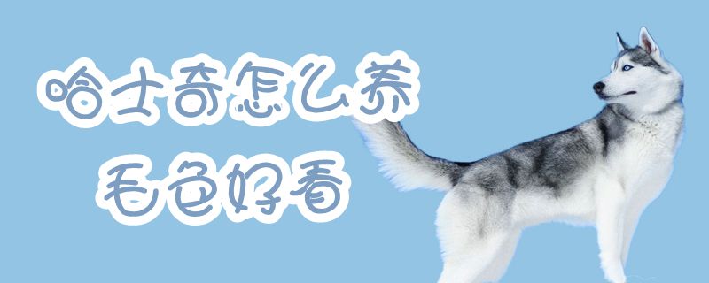 哈士奇怎么養毛色好看