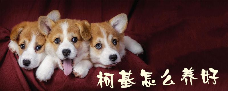 柯基怎么養好1