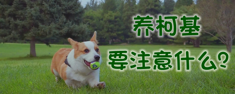 養柯基需要準備什么