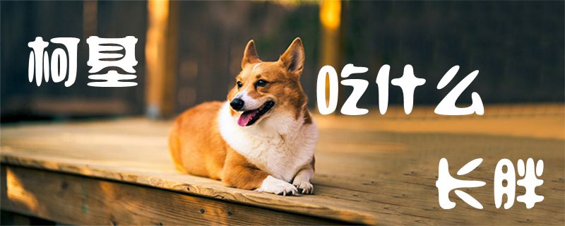 柯基吃什么長(zhǎng)胖1