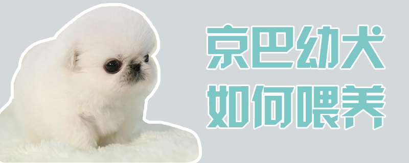 京巴幼犬如何喂養