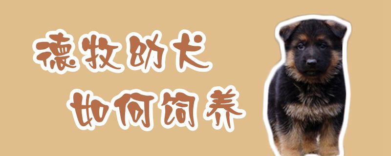 德牧幼犬如何飼養