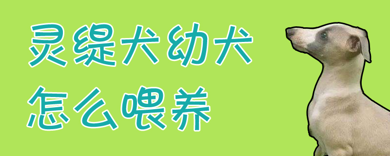 靈緹犬幼犬怎么喂養(yǎng)
