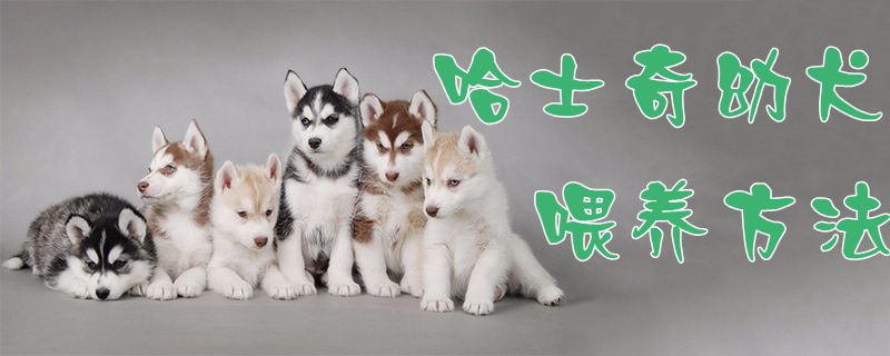 哈士奇幼犬喂養(yǎng)方法1