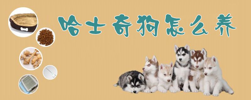 哈士奇狗怎么養1
