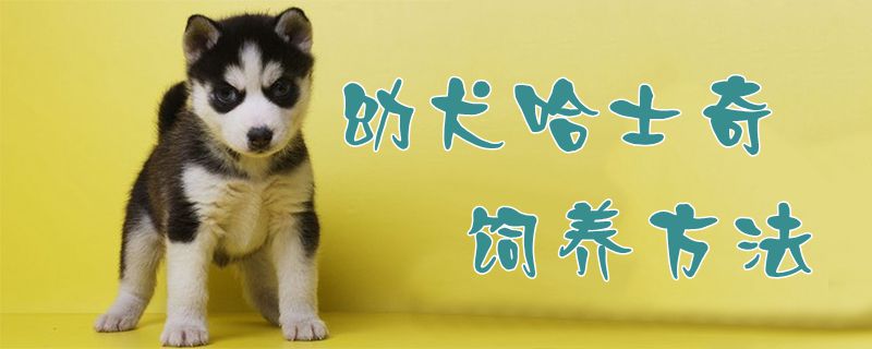 ?幼犬哈士奇飼養方法1