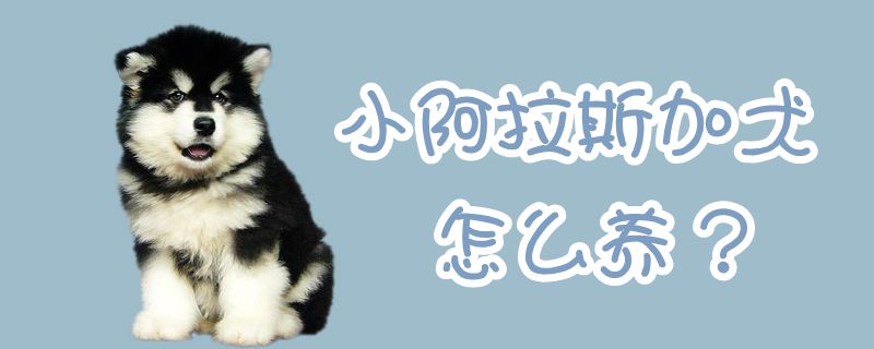小阿拉斯加犬怎么養