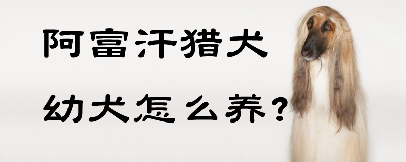 阿富汗獵犬幼犬怎么養