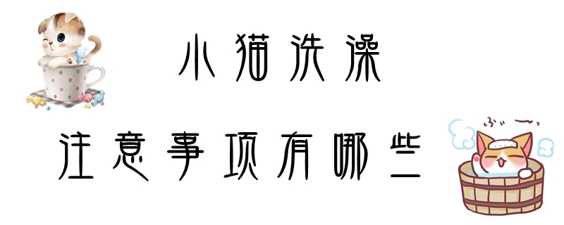 小貓洗澡注意事項有哪些