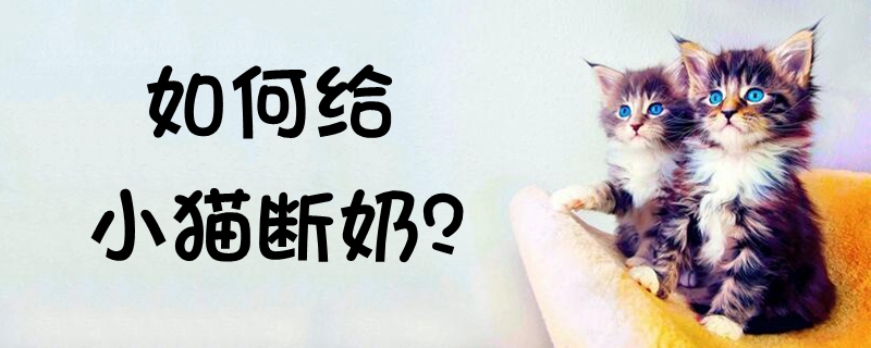 如何給小貓斷奶
