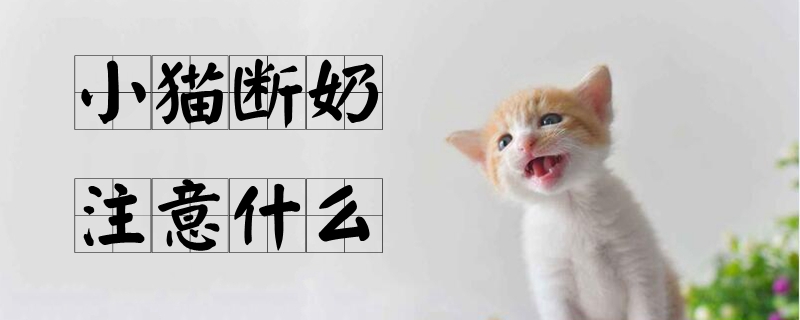 小貓斷奶注意什么