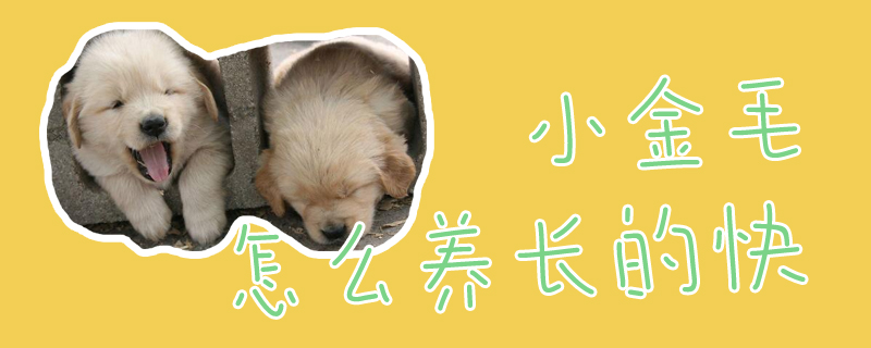 小金毛怎么養長的快