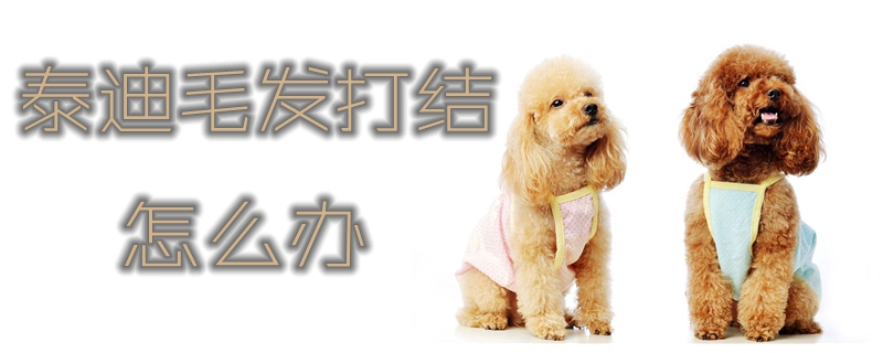 泰迪毛發(fā)打結(jié)怎么辦