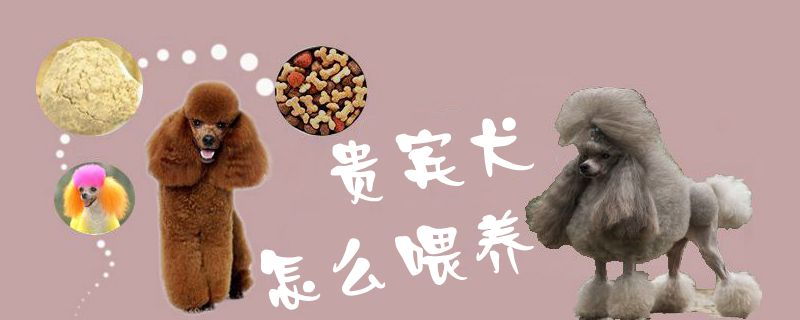 貴賓犬怎么喂養1