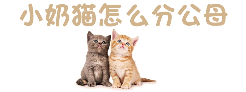 小奶貓怎么分公母