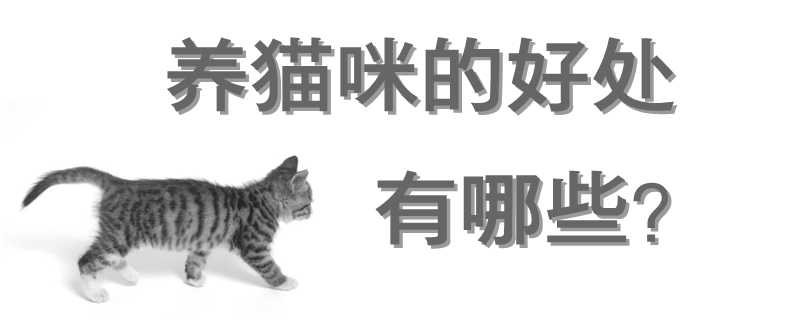 養貓咪的好處有哪些