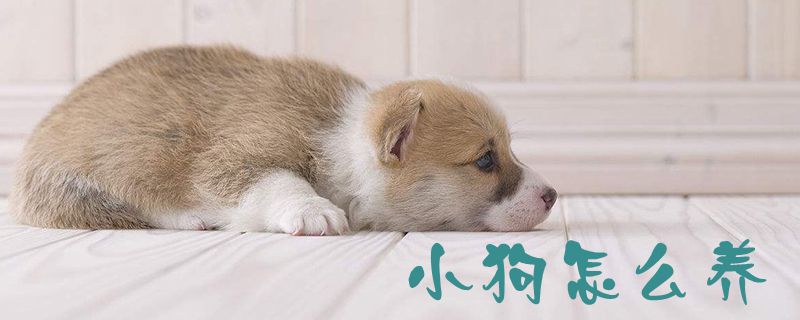 小狗怎么養1