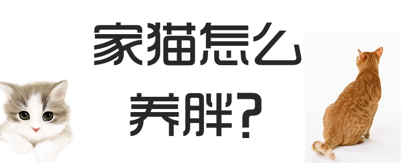 家貓怎么養(yǎng)胖